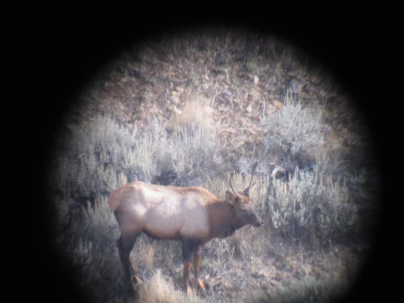 Late season archery, I had him at 45 yards for 5 minutes. I should of picked up my elk tag, maybe I would of packed him out.....