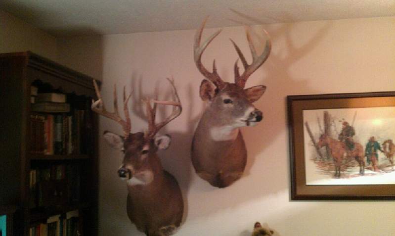 left. . triple brows, .44 mag, 153&quot;
right.. 8pt. 142'1/8 &quot; ( only 17&quot; spread) mass + though . bow kill. late season. 13 degrees out.