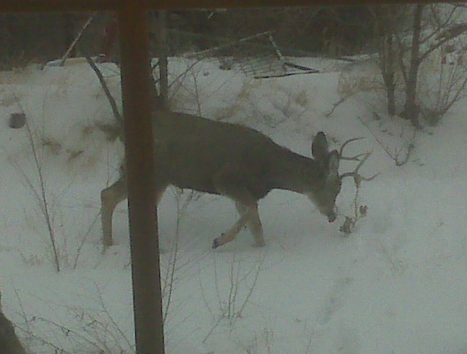 Little buck in my backyard Jan. 2009