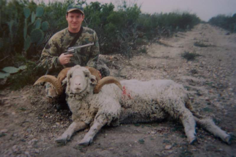 Merino Ram - Texas