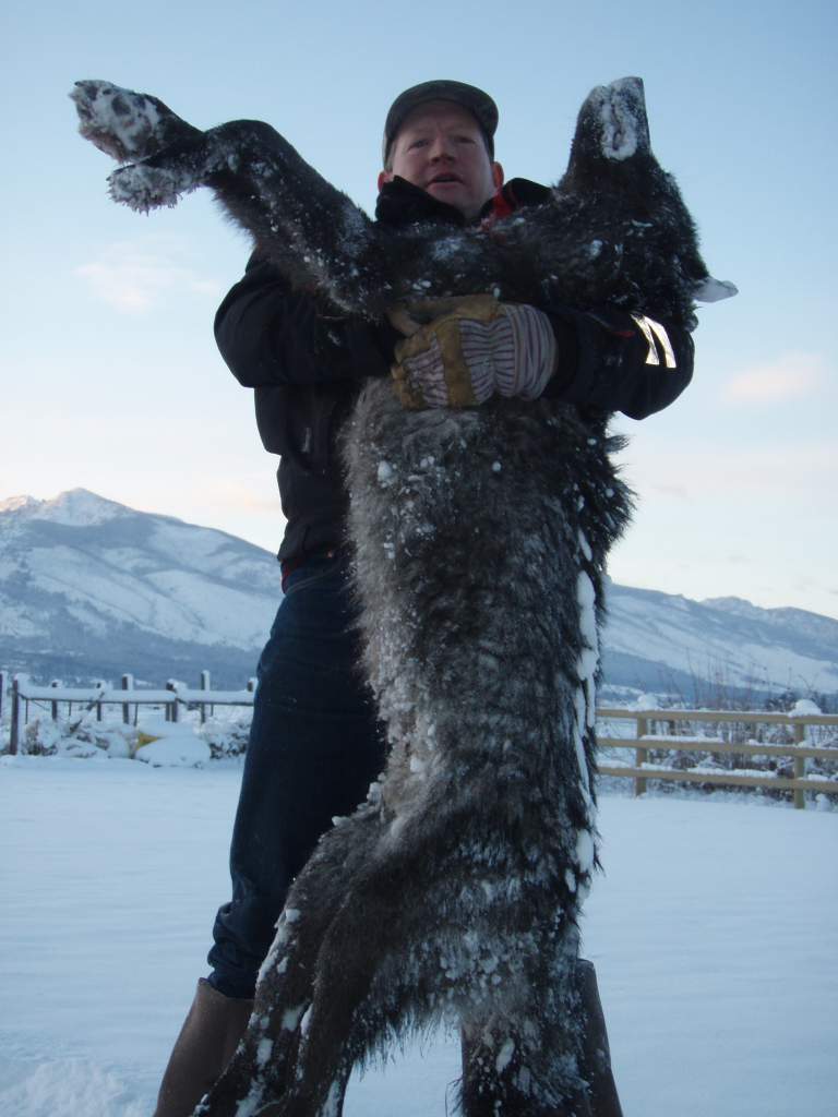 Montana wolf!