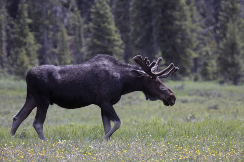 Moose
Grand Lake, CO