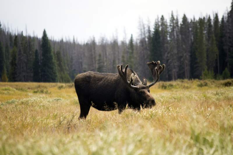 Moose
Grand Lake, CO