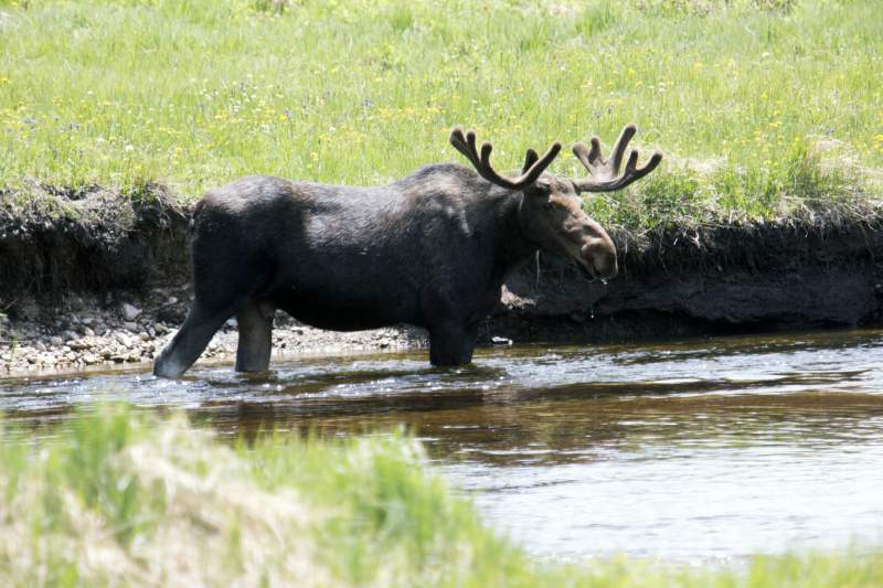 Moose
Grand Lake, CO