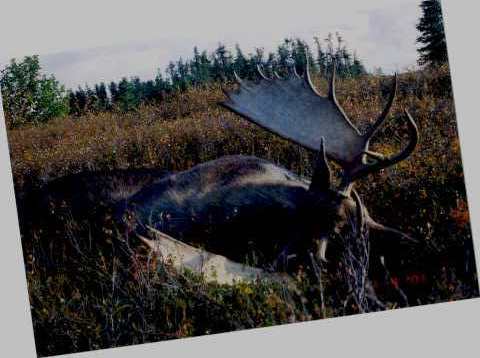 moose3