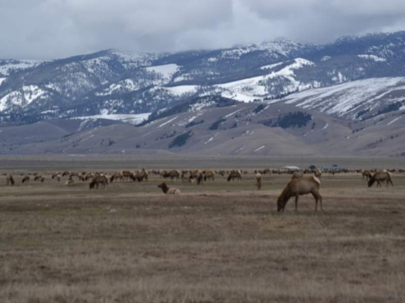 More of the herd