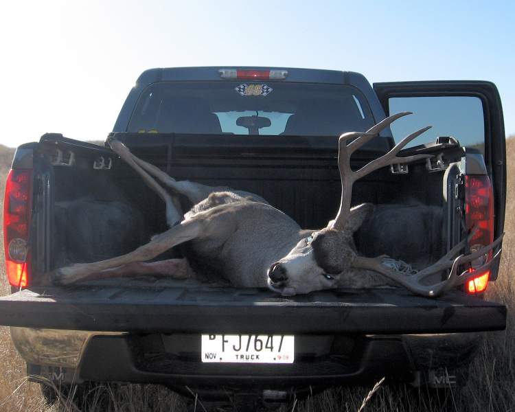 Mule Deer 2009   3