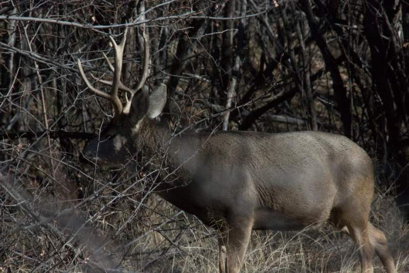 Mule Deer
Arsenal Wildlife Refuge