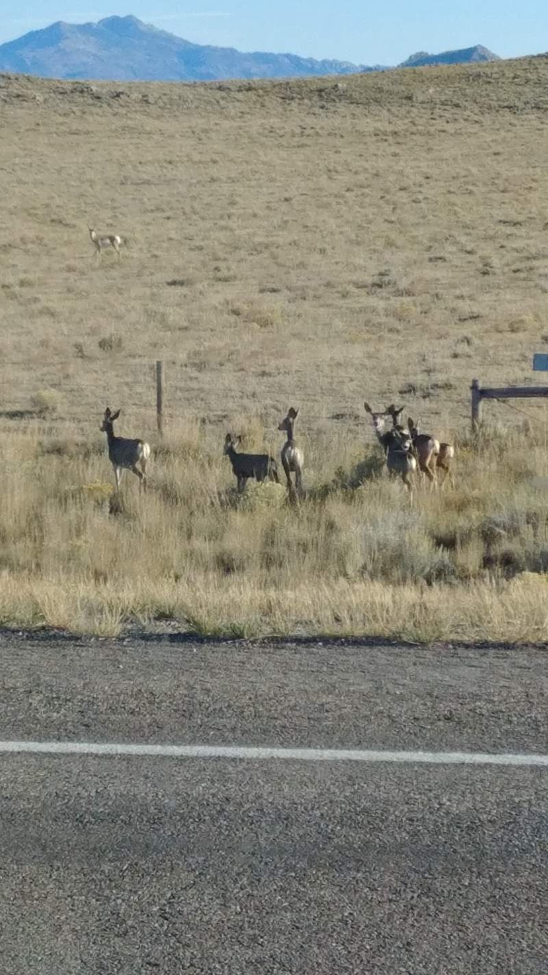 Muley Doe