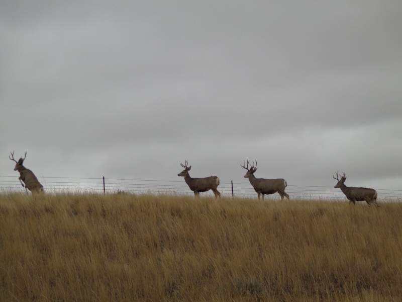 muleys1