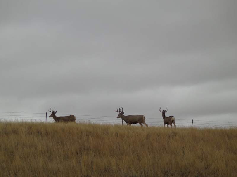 muleys3