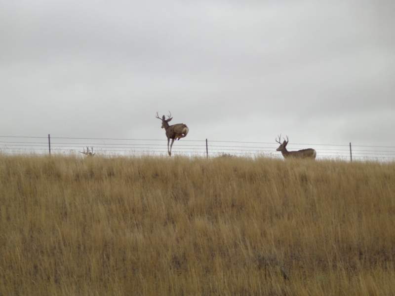 muleys5