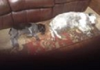 My 7 year old Llewellin Setter Olive and 8 week old GWP Willow. They even point in their sleep!
