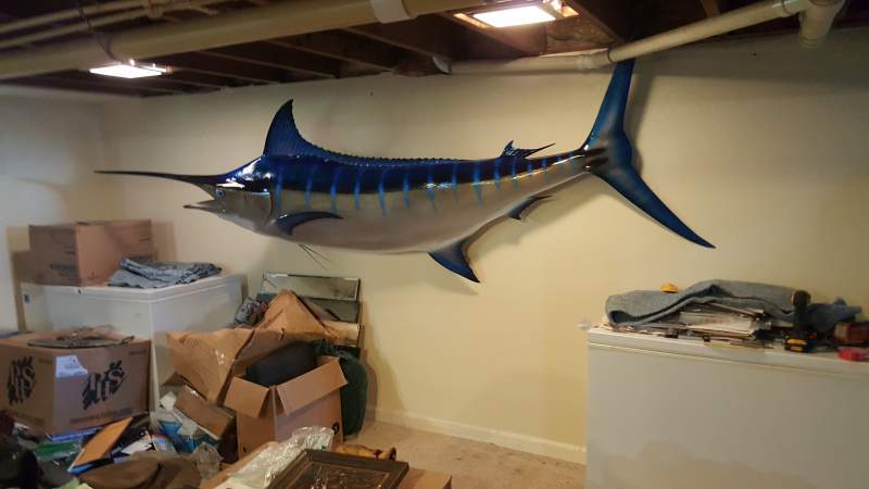 My blue marlin