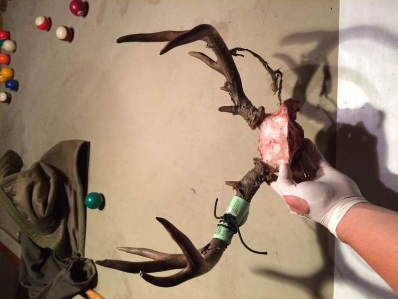 My buck from this year.