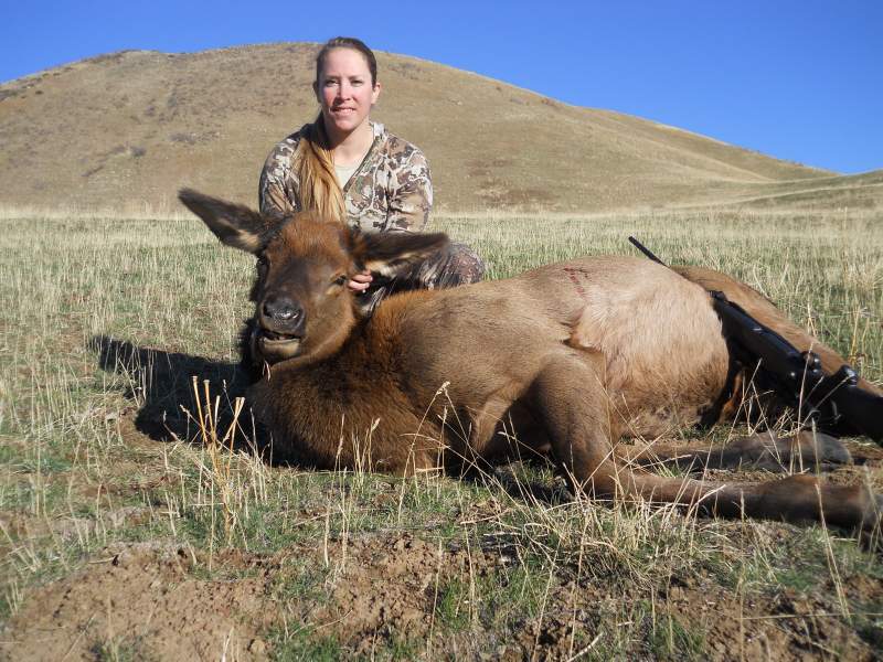 My cow elk