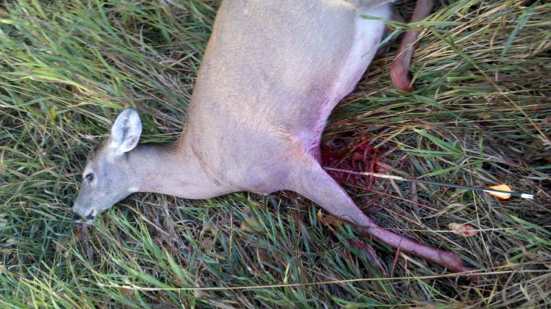 My first archery deer