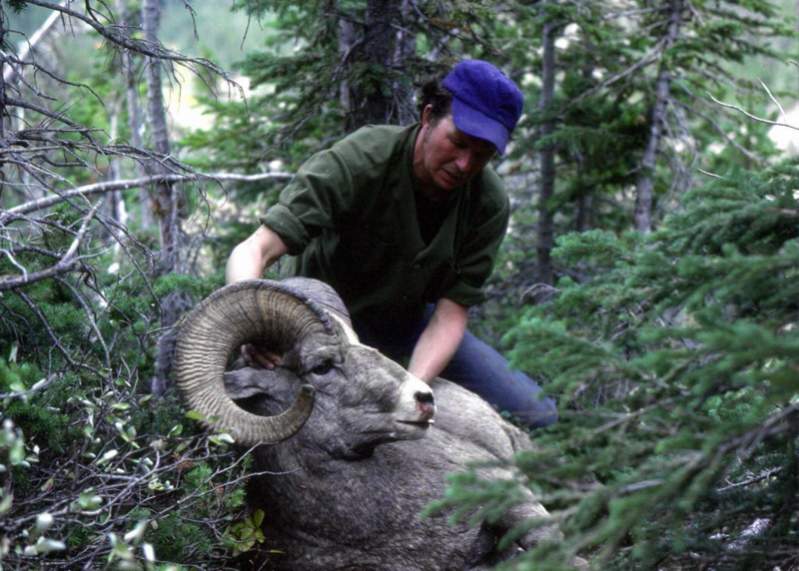 My first bighorn taken on a backpack hunt deep in the Sun River country.  36&quot; unbroomed.  October, 1978.