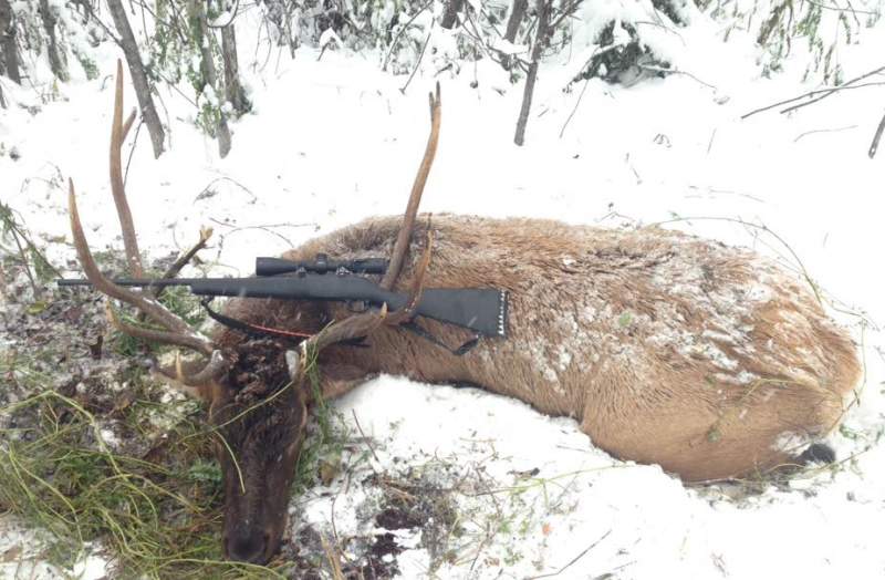 My first solo bull! I was beginning to get quite disheartened, thinking that I was going to get skunked on elk for a second year in a row, in spite of