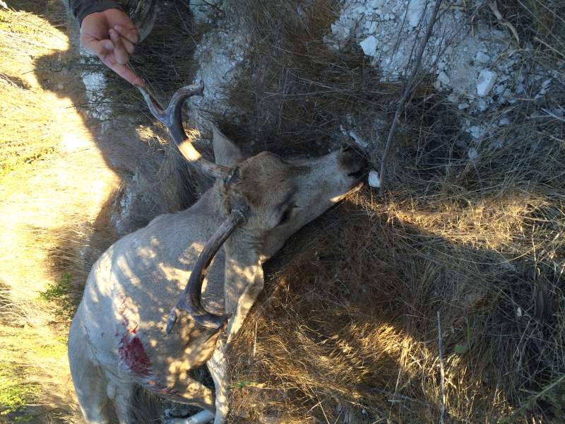 My hunting partners unique buck.