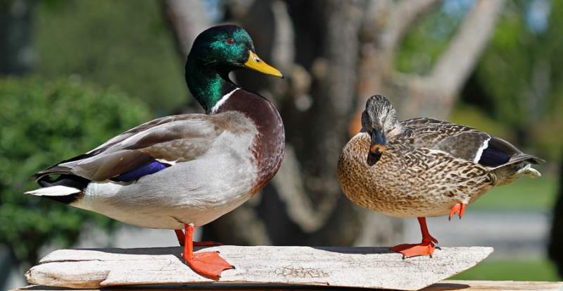 My son's first duck was this pair of mallards.