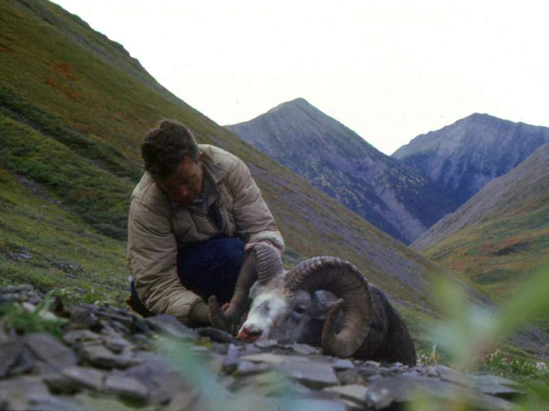 My Toad River, British Columbia Stone Ram.  Taken with Blaine Southwick in 1973.