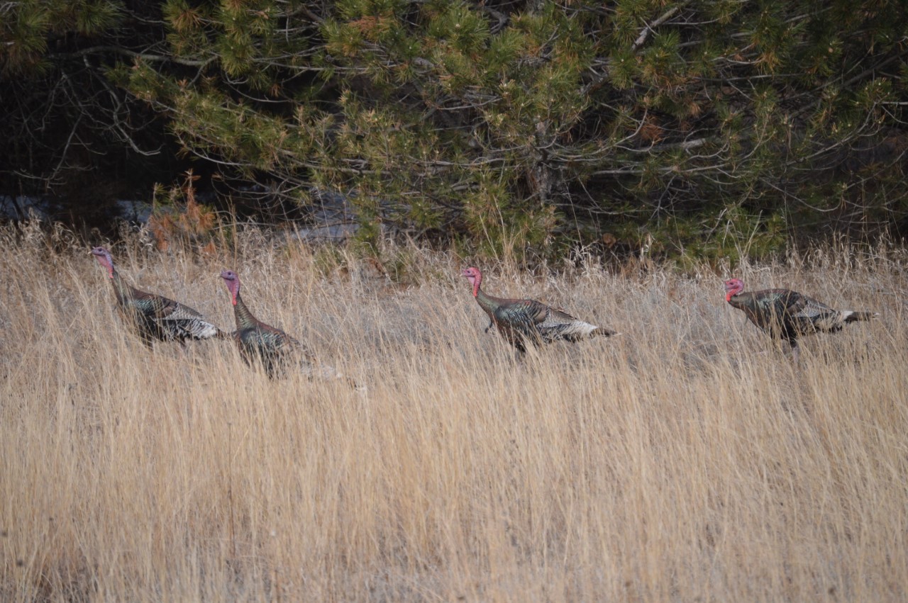 NE Turkey 2019 - Jakes