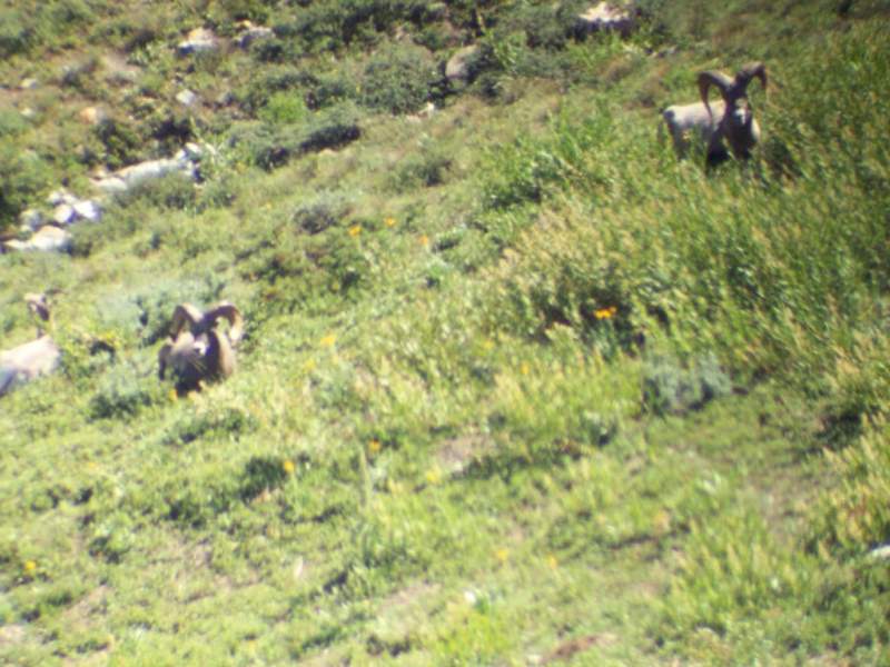 Nevada Bighorn Sheep