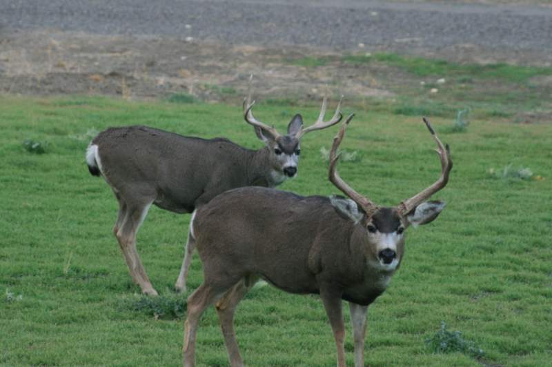 Nevada mule deer