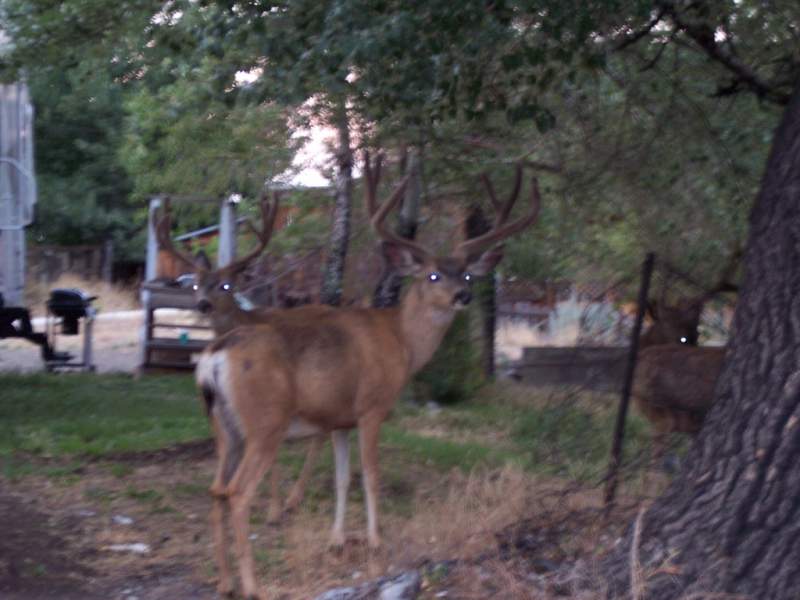 Nevada winter range bucks