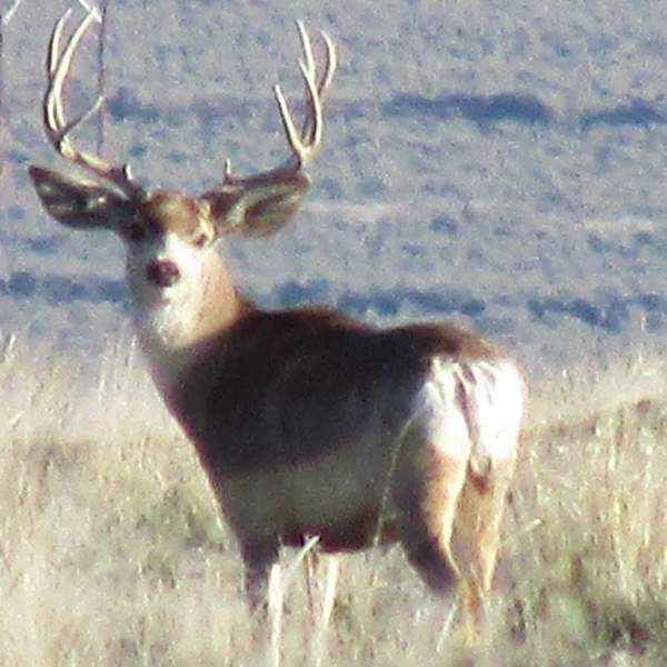 Nice buck I was watching for a few days, hoping he would drop his antlers. (shed hunting)