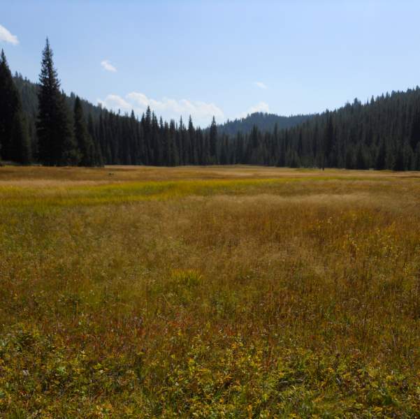 Nice meadow in the middle of a dense forest.