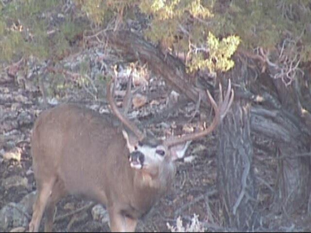 Nice rutting buck