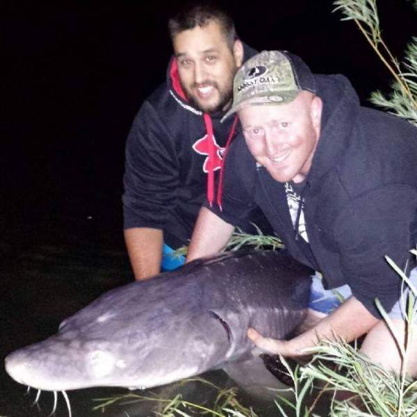 Nice Sturgeon out of the Snake River. ID