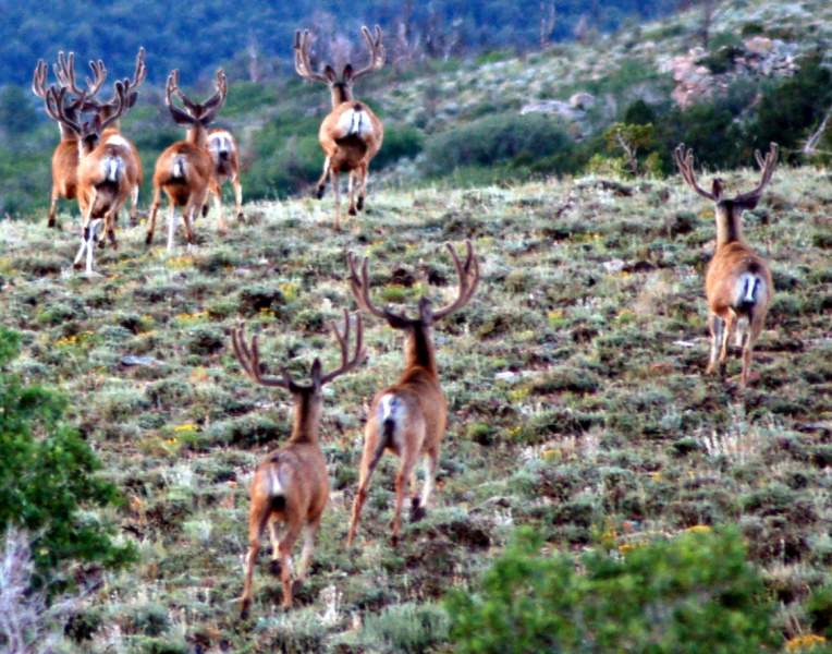 Nice Utah bucks