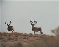 nice velvet buck 2