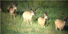 nice velvet buck