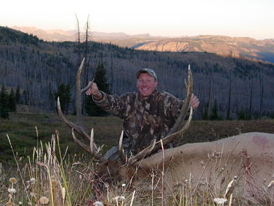 North Yellowstone Bull