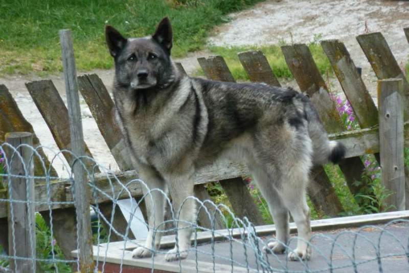 Norwegian Elk Hound, owned by Eric Langen near Roros Norway.