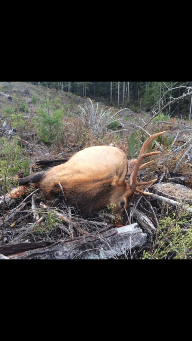 Nov 2017 Roosevelt Elk