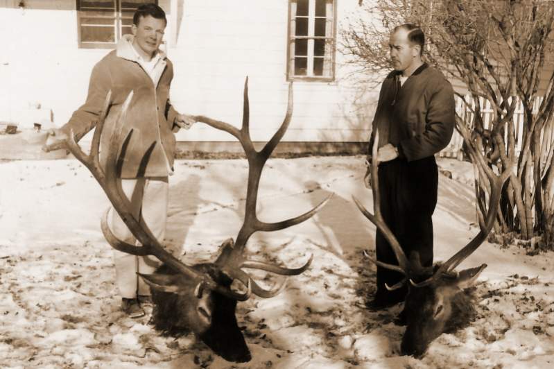 November, 1965, I was on the wrong side of the ridge when my friends shot these elk.  The big one was measured and displayed at the first RMEF banquet