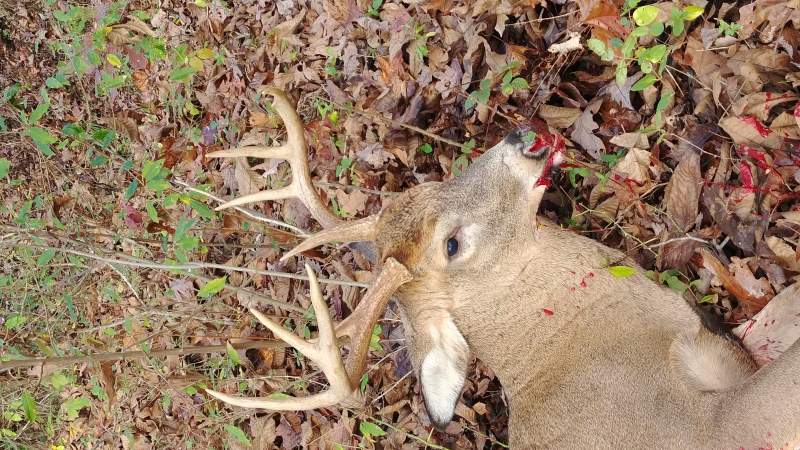 Ohio 2017