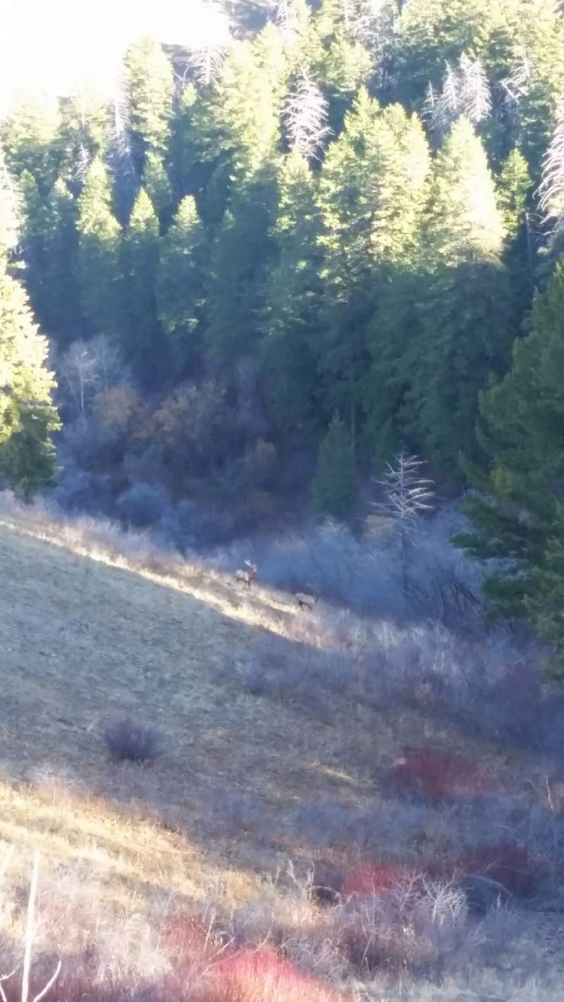 On our way out with the first load of meat, we saw these two bulls about 150 yards from us and 5 minutes from the truck. Oh well, that's how hunting g