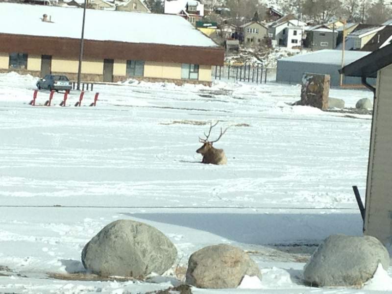 Only bull we saw on public lands. Too bad it was on the local high school football field!