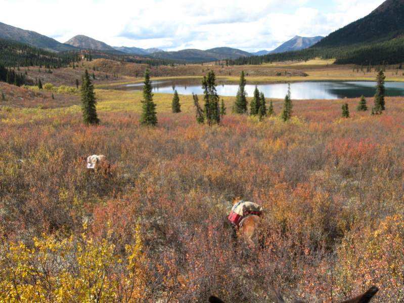 Packing back to base camp at the end of my hunt in the Yukon on September 4, 2008.