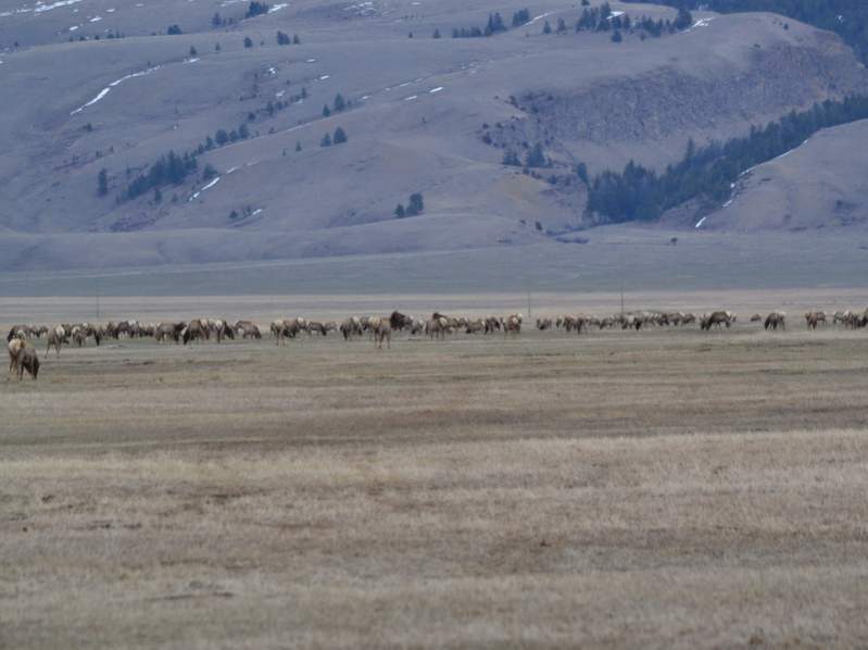 Part of the herd in the refuge