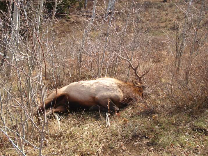 Picture of my 5 X 5 bull elk I harvested in the Gravallys in 2012.