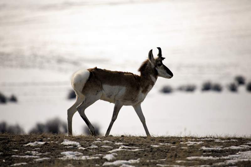 Pronghorn Antelope
Walden, CO