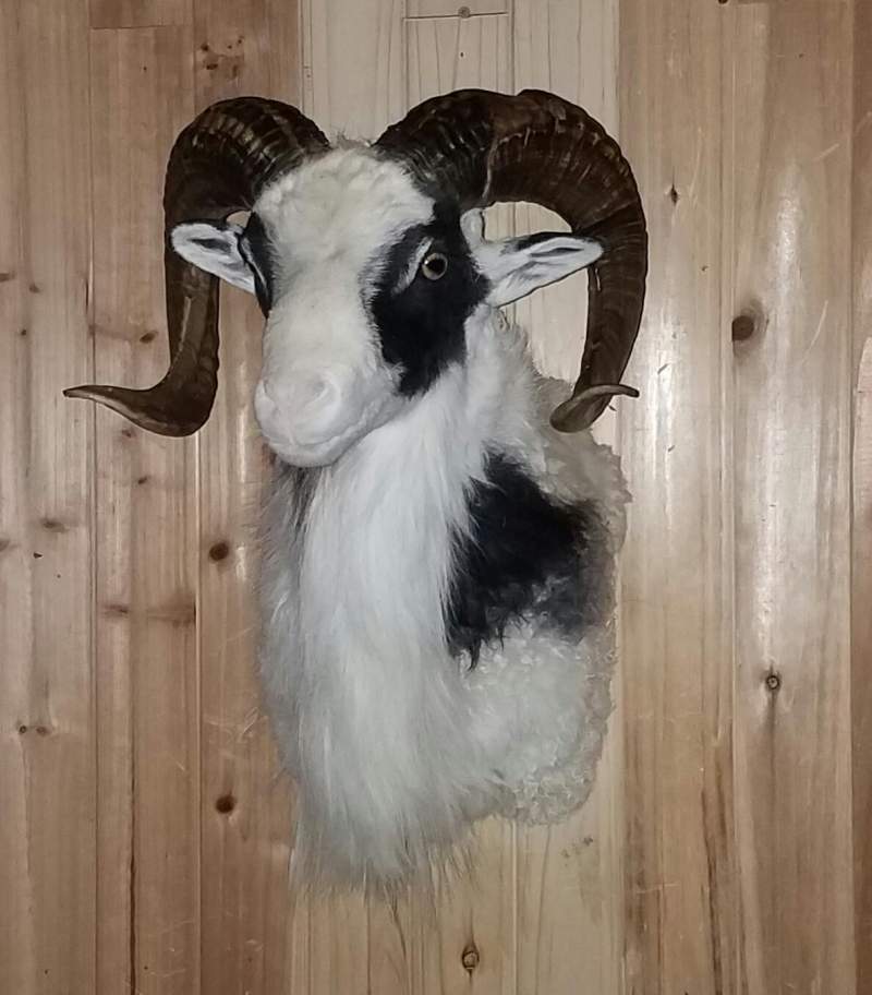 Ram mount, Fins and Furs Taxidermy 12:20 37yds
