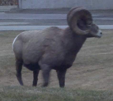 ram1